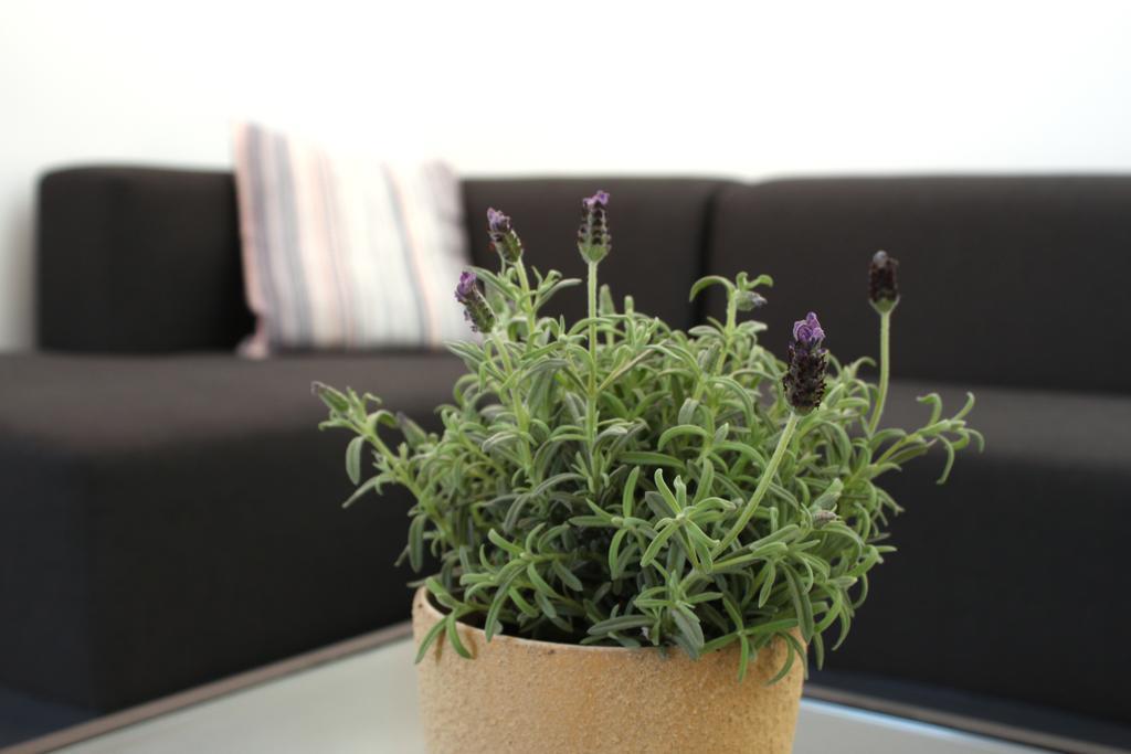 Penthouse Oasis Appartement Setúbal Buitenkant foto